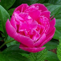 Peony Essential Oil – Nantucket Perfume Company