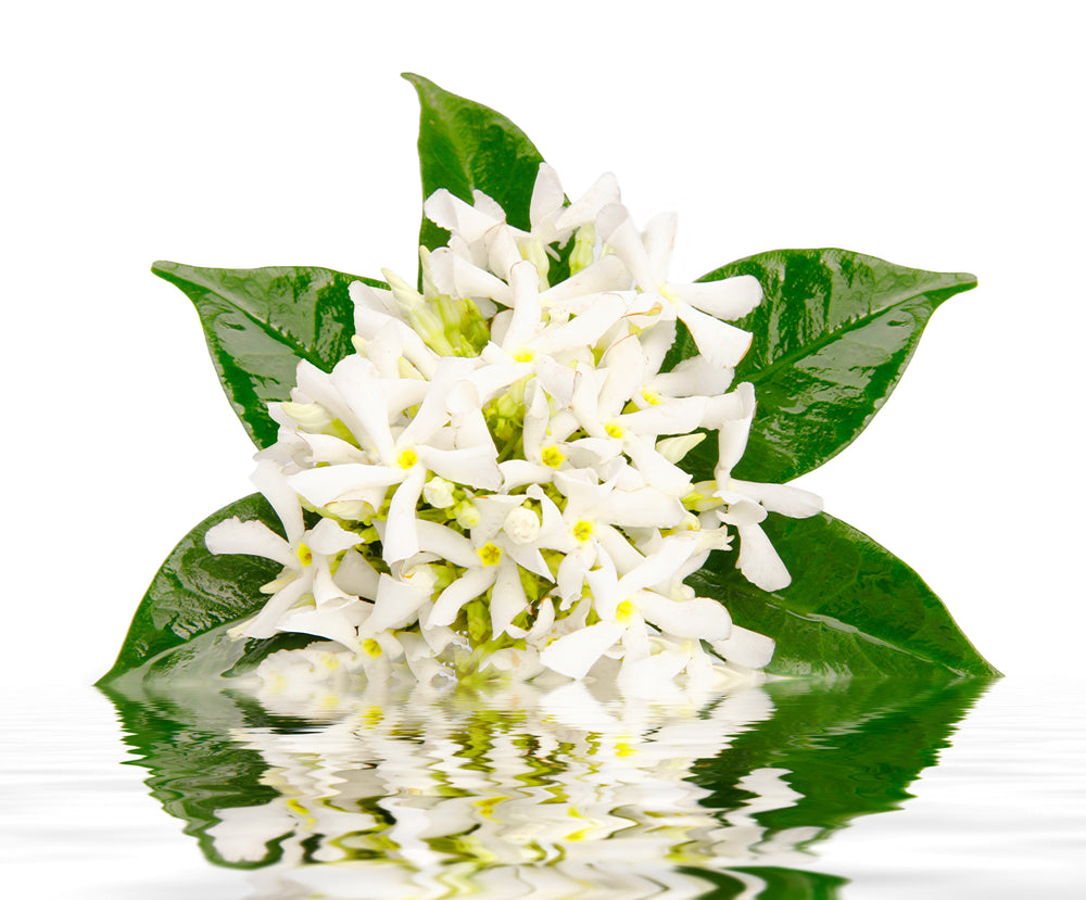 Tunisian Jasmine Fragrance Oil