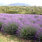 Lavender Flower Essential Oil